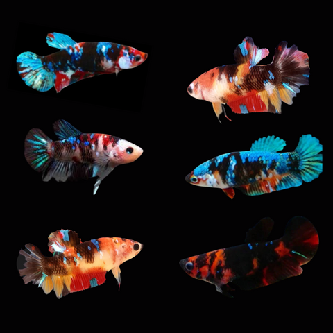 (CBG-025)-5 FISH- Female Betta Fish Black Koi Galaxy Plakat