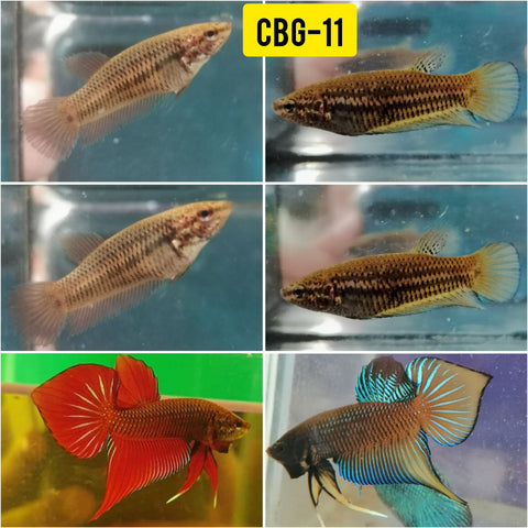 Live Freshwater Betta Female Wild Splendens Color Mix Red, Yellow, Dark Skin, Red Skin (CBG-011)- 5/SET
