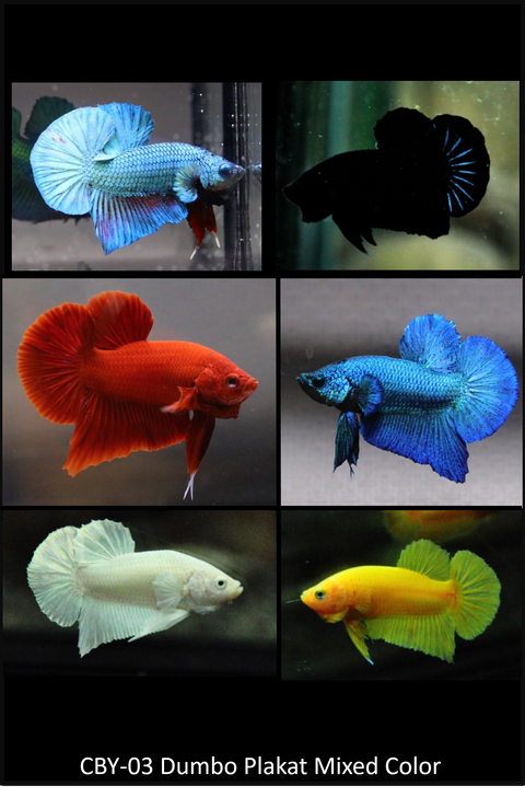 Live Freshwater Betta Plakat Male High Quality Mixed Solid Colors(CBM-003) - 5/SET