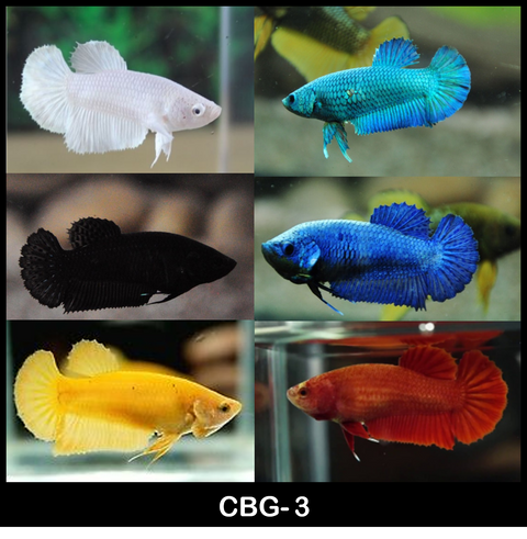 Live Freshwater Betta Female Mixed Solid Color Plakat Buy 4 Get 1 Free $60, 1/$15 (CBG-003)- 5/SET