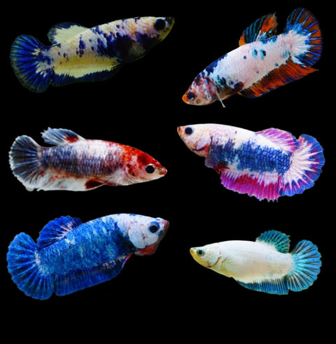 (CBG-004)-5 FISH- Female Betta Fancy Marble Mix Color Plakat