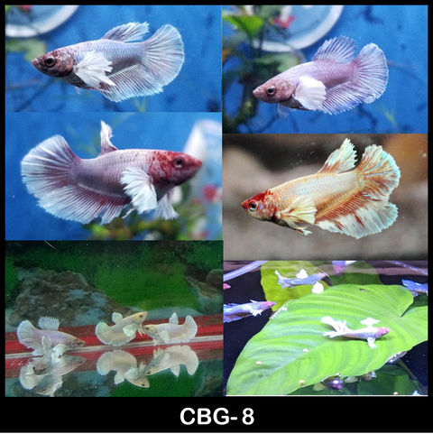 Live Freshwater Fancy Betta Female Dumbo Halfmoon Mix Color (CBG-008)- 5/SET