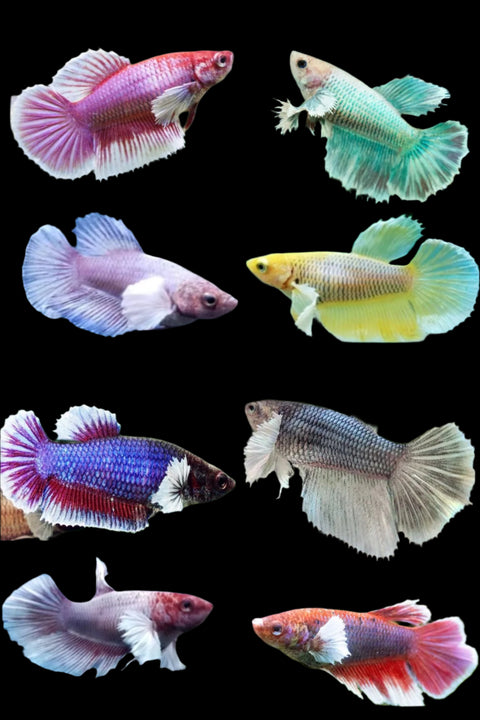(CBG-008)-5 FISH- Female Betta Dumbo Big Ear Halfmoon