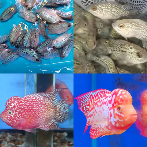Golden Base Kamfa Fry Flowerhorn 1.00-2.00"