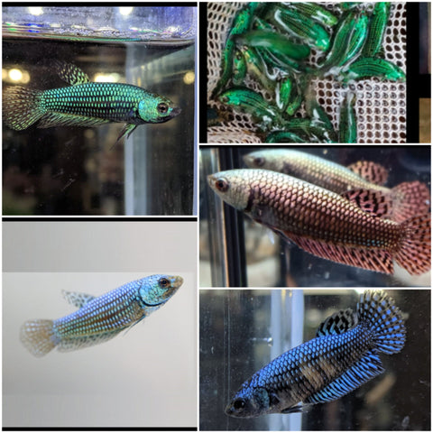 Live Freshwater Betta Alien Female Mix Hybrid  Blue, Green, Gray, Turquoise, copper (CBG-010)- 5/SET