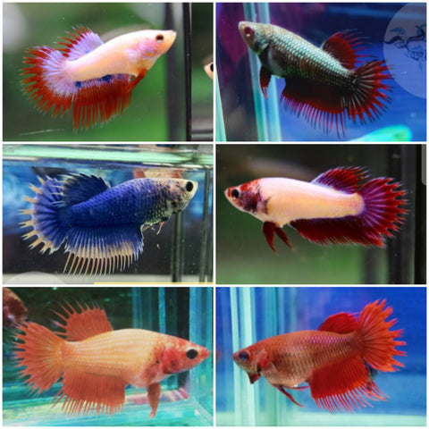 Live Fresh Water Female Betta Spider Crowntail Mix Color Group (CBG-019)- 5/SET