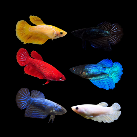 (CBG-049)-5 FISH- Female Betta Fish Solid Color Mixed Halfmoon