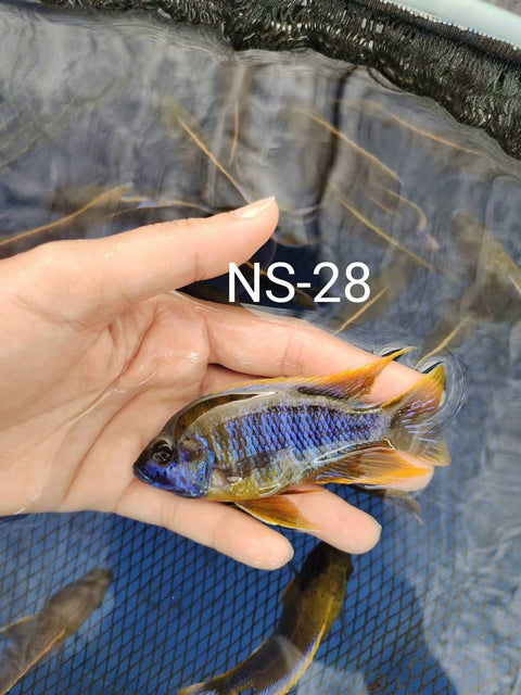 (CHD-153) LEMON JAKE OR YELLOW JACOB PEACOCK PEACOCK CICHLID (AULONOCARA MAMELELA)