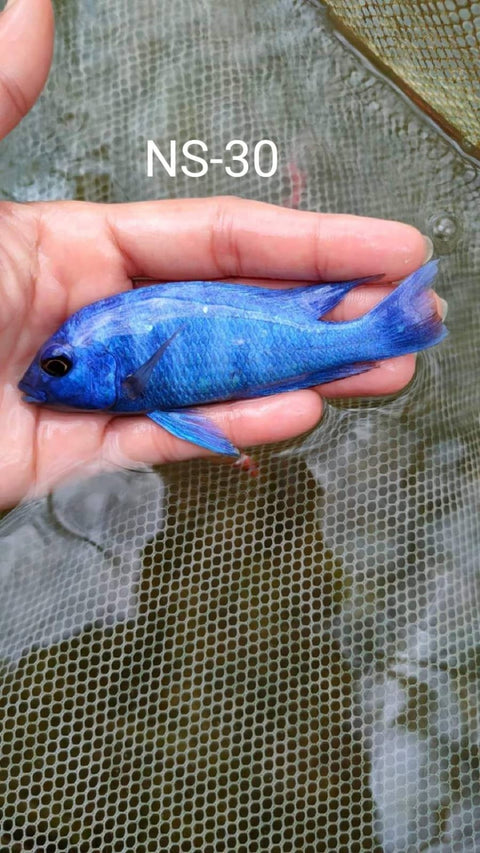 (CHD-140) STAR SAPPHIRE CICHLID (PLACIDOCHROMIS PHENOCHILUS ''TANZANIA'')