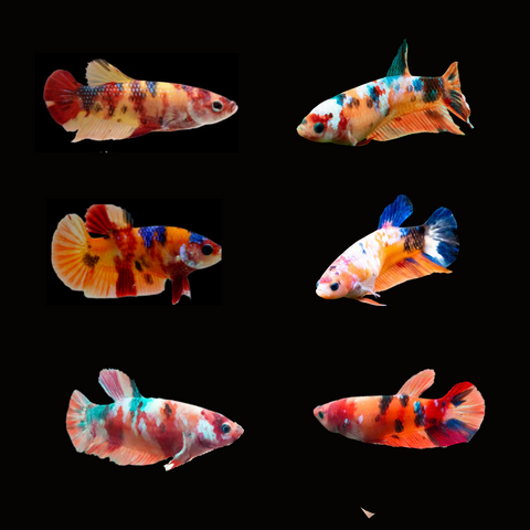 (CBG-023)-5 FISH- Female Betta Fish Nemo Koi Galaxy Plakat
