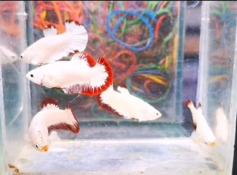 Live Freshwater Fancy Betta Female Dragon Red, Black, Red, Snow  (CBG-005)- 5/SET