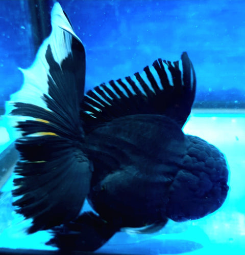 (CGF-041) Black - Show Grade Juvenile Oranda Regular Body with Room to grow