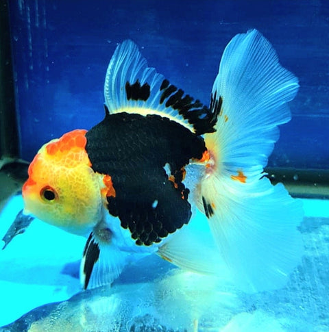 (CGF-038) Tri Color - Show Grade Juvenile Oranda Regular Body with Room to grow
