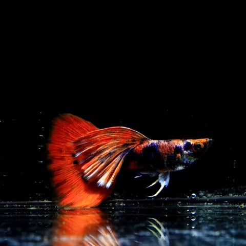 (CGP-127) Black Red Tiger Guppy