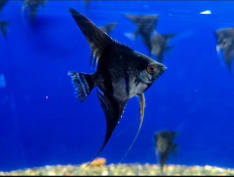 ANGELFISH - BLACK ANGELFISH ML