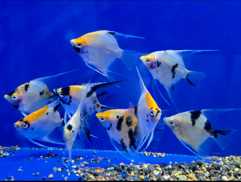 ANGELFISH - KOI ANGELFISH ML