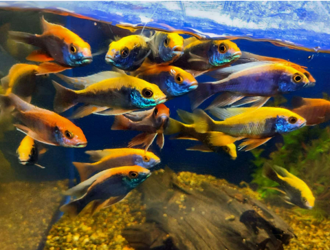(CHD-137) HAPLOCHROMIS OVATUS CICHLID (PROTOMELAS SPILONOTUS "OVATUS")