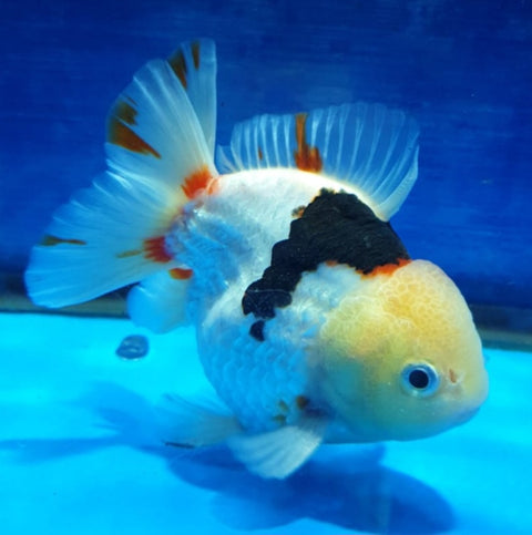 (CGF-024) Tri Color - Show Grade Juvenile Oranda Short Body with Room to grow