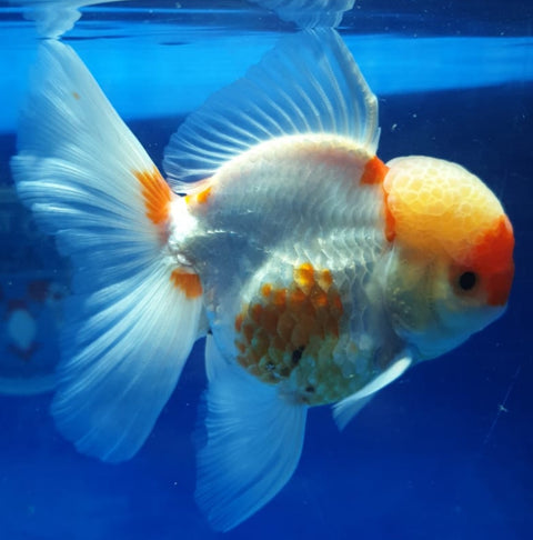 (CGF-025) Red and White - Show Grade Juvenile Oranda Short Body with Room to grow