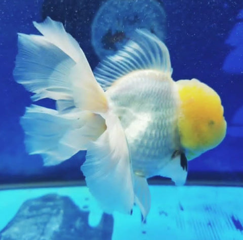 (CGF-043) White- Show Grade Juvenile Oranda Regular Body with Room to grow