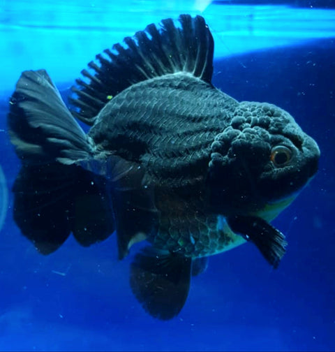 (CGF-027) Black - Show Grade Juvenile Oranda Short Body with Room to grow