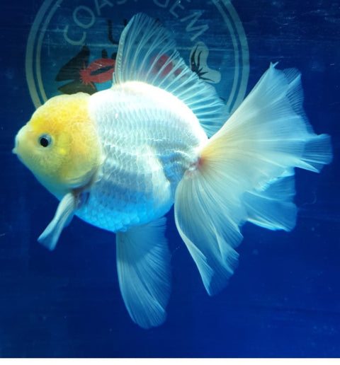 (CGF-029) White - Show Grade Juvenile Oranda Short Body with Room to grow