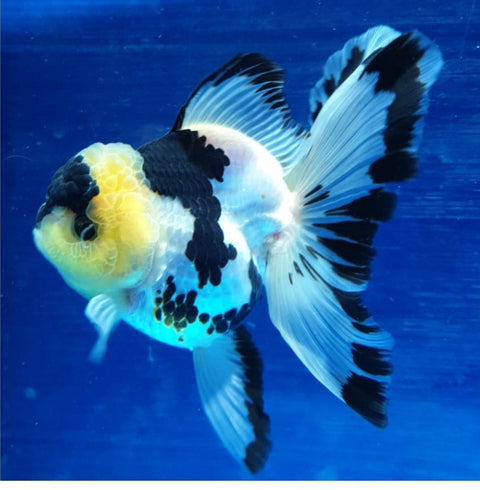 (CGF-031) Panda - Show Grade Juvenile Oranda Short Body with Room to grow