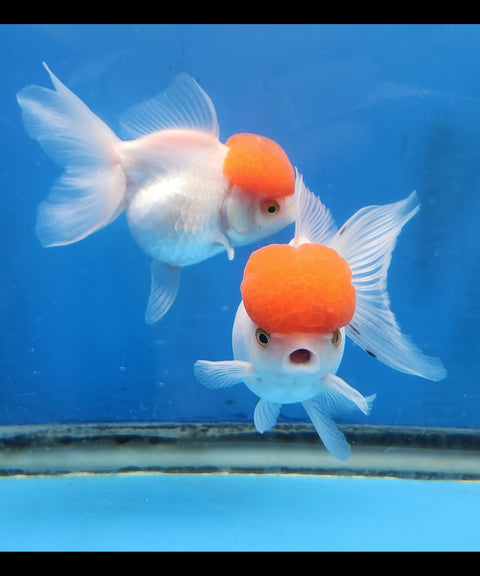(CGF-032) Red Cap - Show Grade Juvenile Oranda Short Body with Room to grow