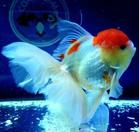 (CGF-046) Red Cap - Show Grade Juvenile Oranda Regular Body with Room to grow