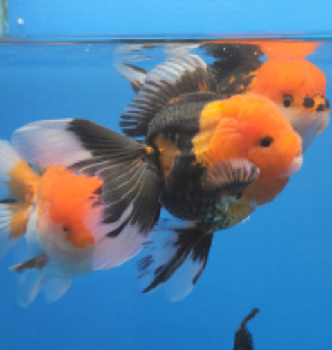 (CGF-SOMIX) Mix Colors- Show Grade Juvenile Oranda Short Body with Room to grow