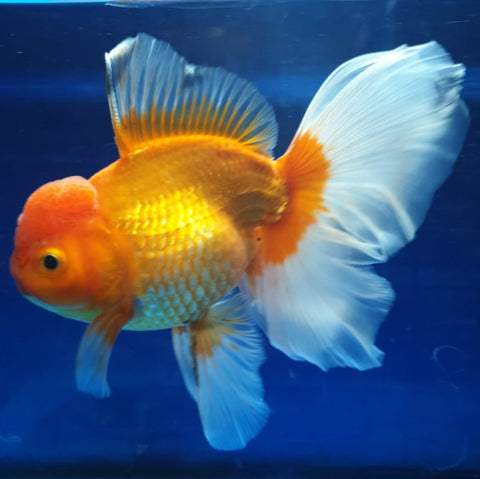 (CGF-039) Red and White - Show Grade Juvenile Oranda Regular Body with Room to grow