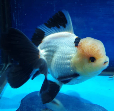 (CGF-045) Panda- Show Grade Juvenile Oranda Regular Body with Room to grow
