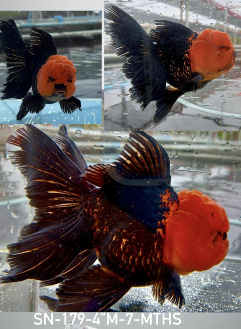 (CGF-037) Small Breed Black Red Cap Oranda