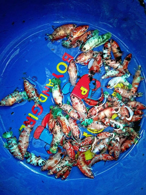 (CBG-001)-5 FISH- Female Betta Koi Mix Color Plakat