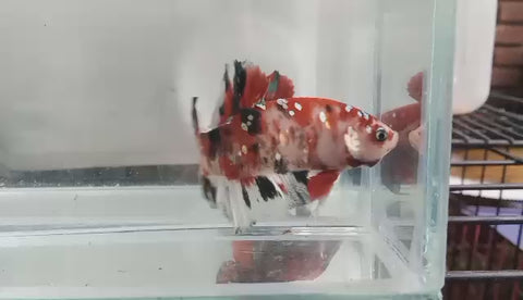 (CBM-1067)-5/FISH- Stardust Plakat Male Betta