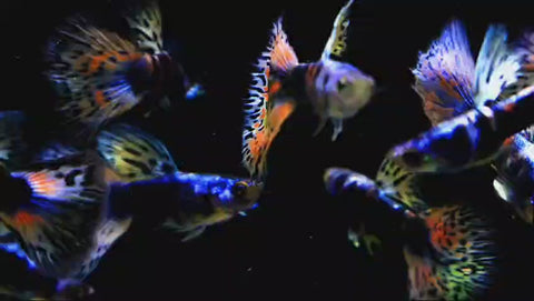 (CGP-112) 10 FISH - Siam Lazuri Rainbow Red Mosaic Guppy