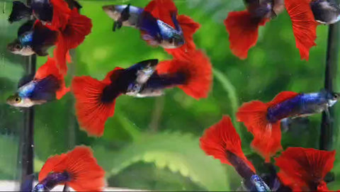 (CGP-130) Platinum Big Ear Red Tail Guppy