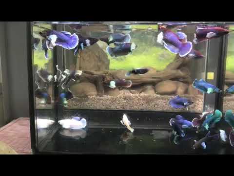 (CBG-002)-5 FISH- Female Betta Dumbo Big Ear Mix Color Plakat