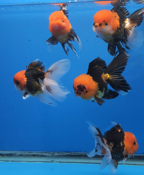 (CGF-036) Apache - Show Grade Juvenile Oranda Short Body with Room to grow