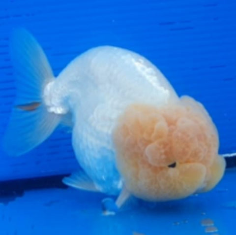 (CGF-070) White- Show Grade Juvenile Lionchu Ranchu Big Head