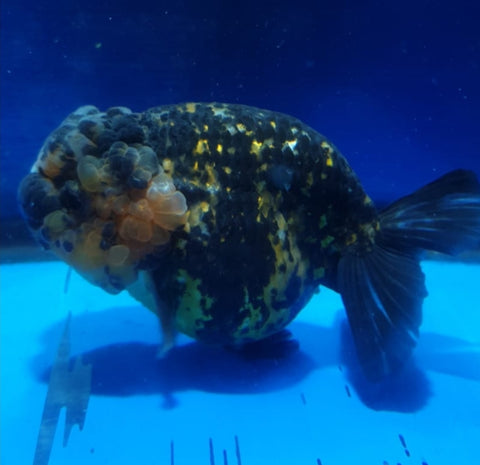 (CGF-078) Tiger - Show Grade Juvenile Lionchu Ranchu Big Head
