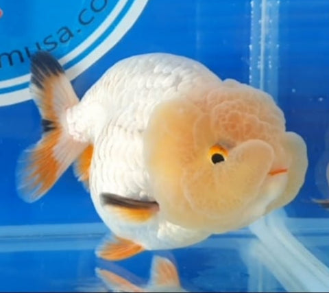 (CGF-RMIX) Mix Colors - Show Grade Juvenile Lionchu Ranchu Big Head