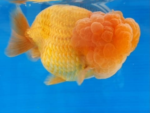 (CGF-072) Red - Show Grade Juvenile Lionchu Ranchu Big Head