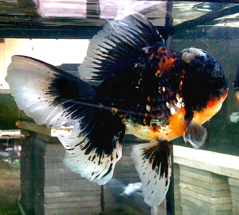 (CGF-049) Calico/Kirin - Show Grade Juvenile Oranda Regular Body with Room to grow