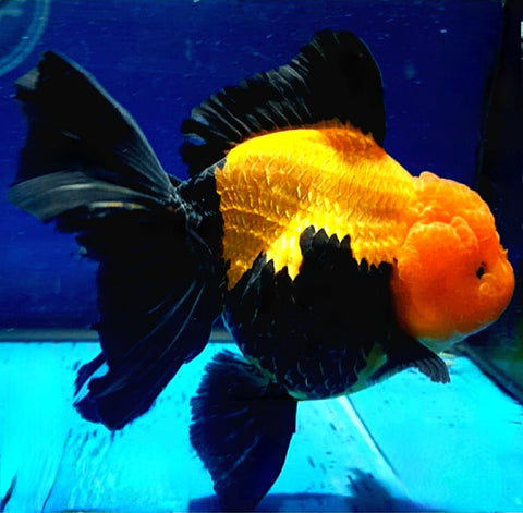(CGF-050) Apache - Show Grade Juvenile Oranda Regular Body with Room to grow