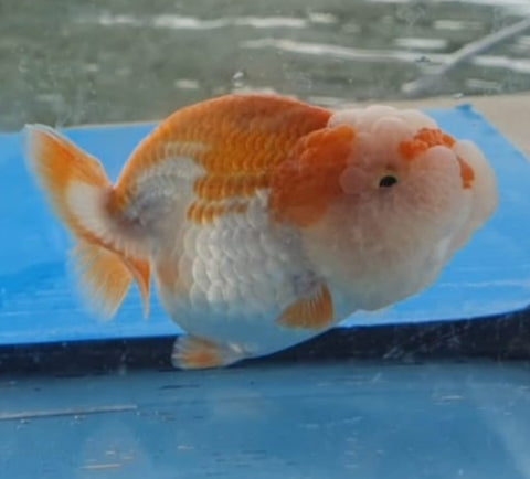 (CGF-067) Red and White - Show Grade Juvenile Lionchu Ranchu Big Head