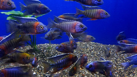 (CHD-101) RED SHOULDER PEACOCK CICHLID (AULONOCARA HAINSBAINSCHI)