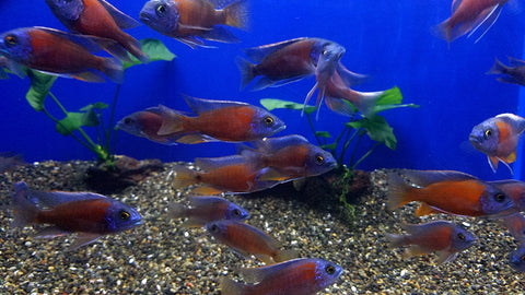 (CHD-102) KADANGO HAPLOCHROMIS BORLEYI CICHLID (COPADICHOMIS BORLEYI)