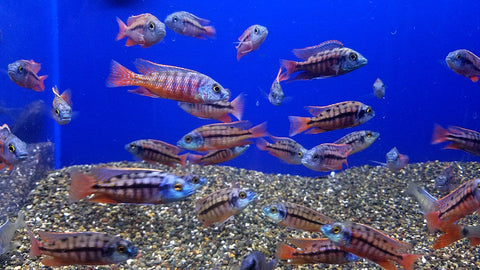 (CHD-105) HAPLOCHROMIS RED EMPRESS CICHLID (PROTOMELAS TAENIOLATUS)