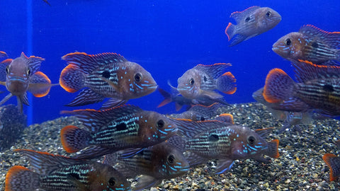 (CHD-107) GREEN TERROR CICHLID (AEQUIDENS RIVULATUS)
